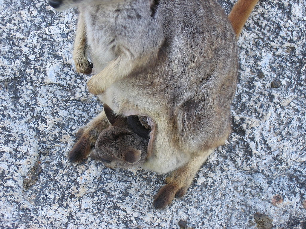 CairnsTC135 Granite Gorge.jpg